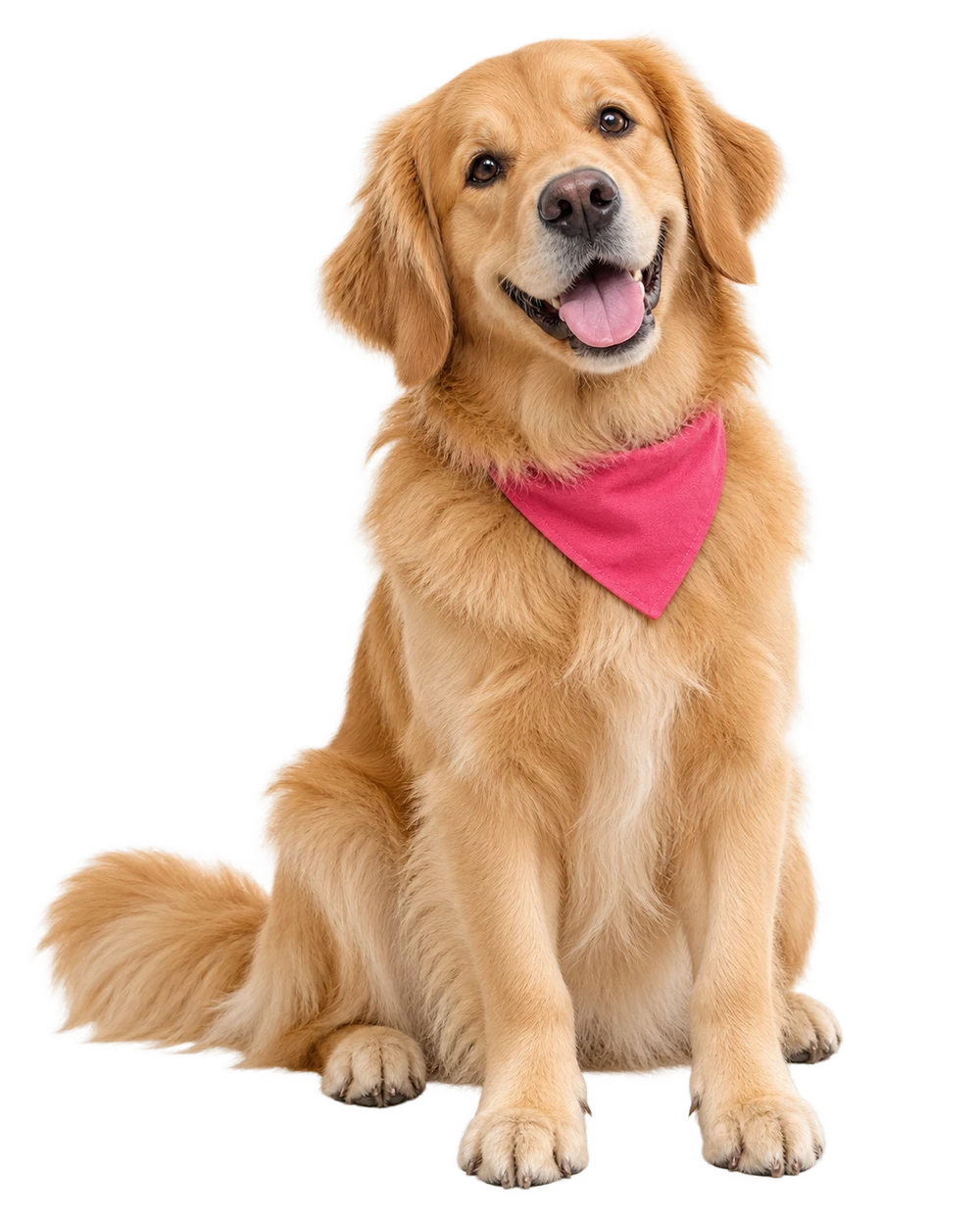 Golden retriever de pelo dourado, sorrindo e usando uma bandana rosa